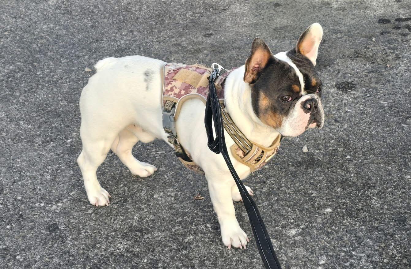 Enlarge Charlie, an adopted French Bulldog in Las Vegas, NV image 4/4