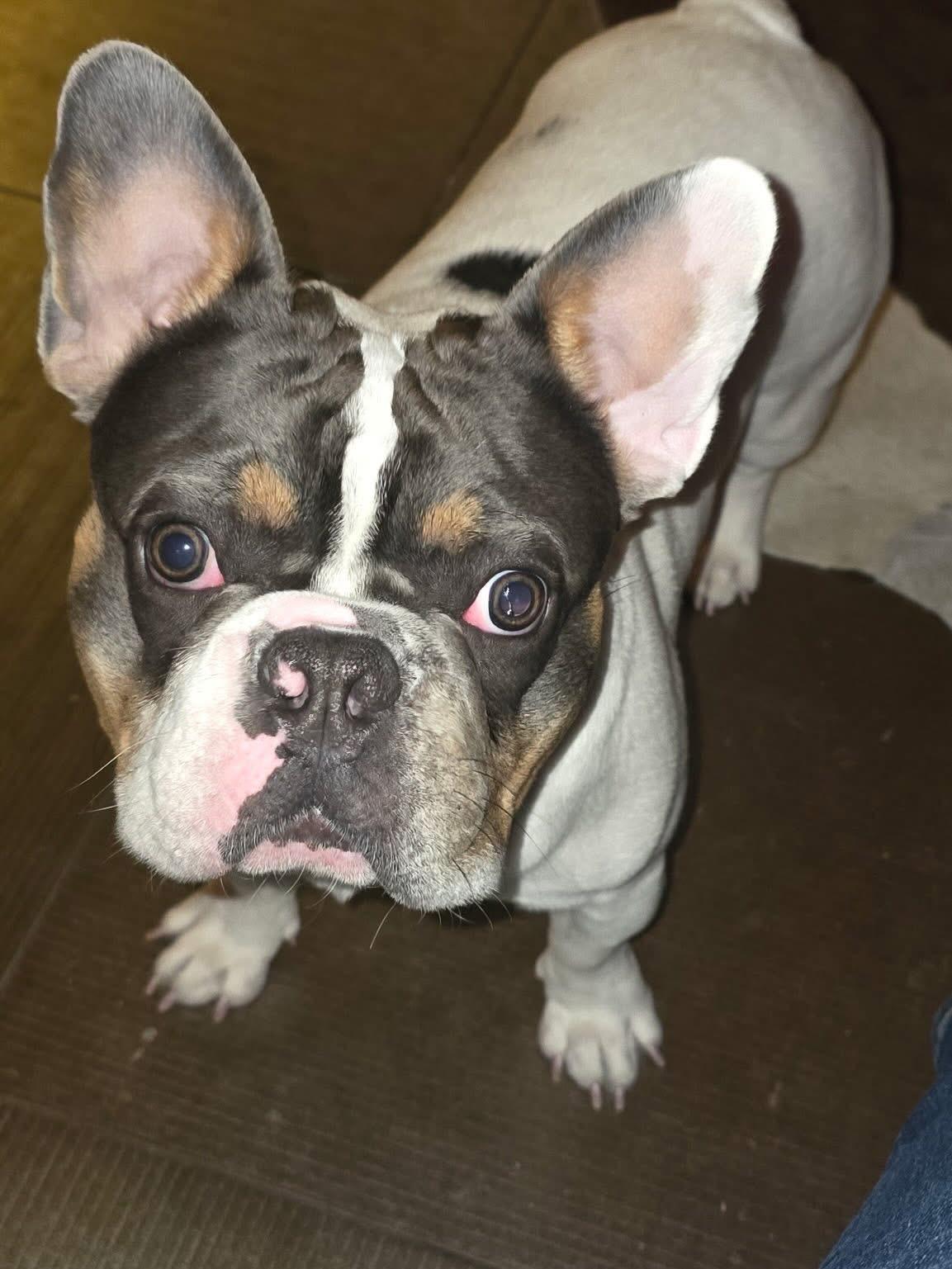 Enlarge Charlie, an adopted French Bulldog in Las Vegas, NV image 2/4