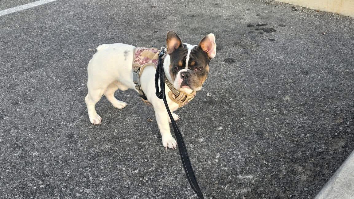 Enlarge Charlie, an adopted French Bulldog in Las Vegas, NV image 1/4