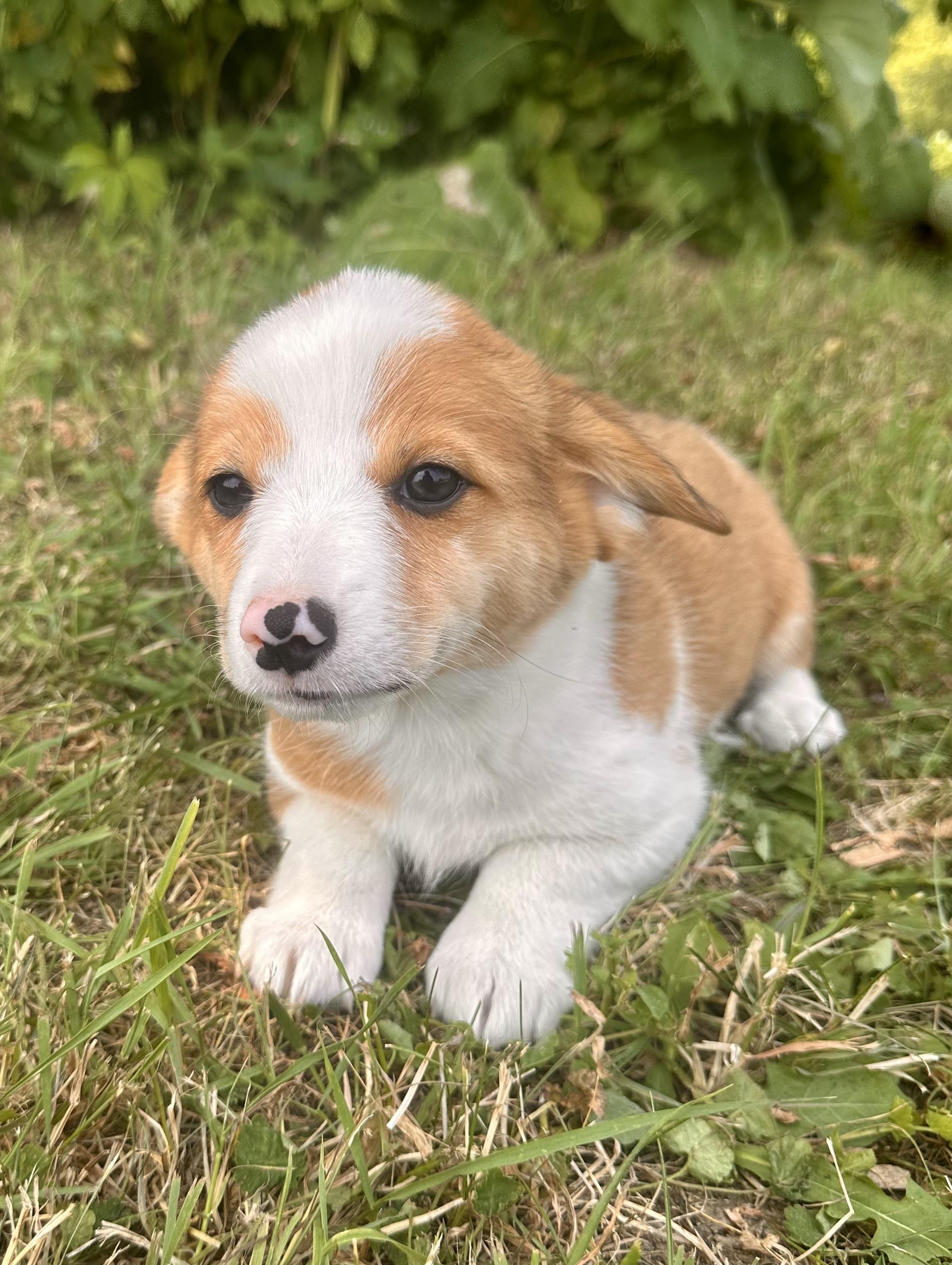 Marissa, an adopted Corgi in Hustisford , WI image 2/2
