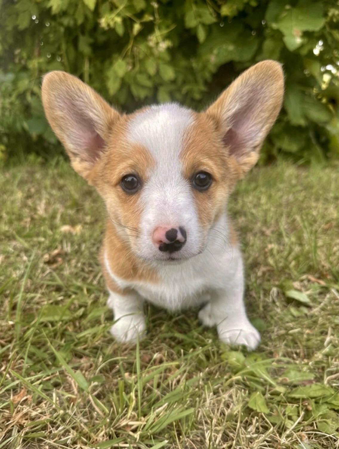 Marissa, adopted, Puppy Female Corgi.