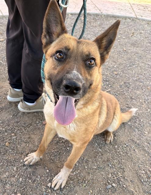 STARBUCKS, Adoptable, Young Female German Shepherd Dog & Mixed Breed.