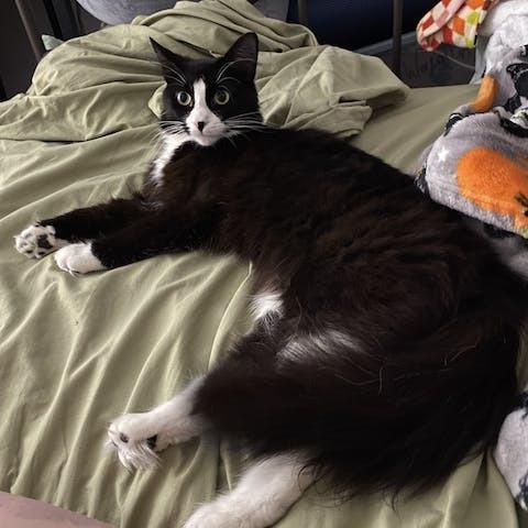 Stella 2, a Adoptable Domestic Long Hair in Middle Village, NY image 1/5