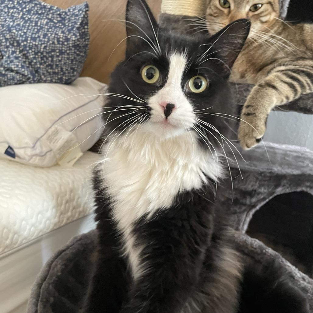 Stella 2, a Adoptable Domestic Long Hair in Middle Village, NY image 2/5