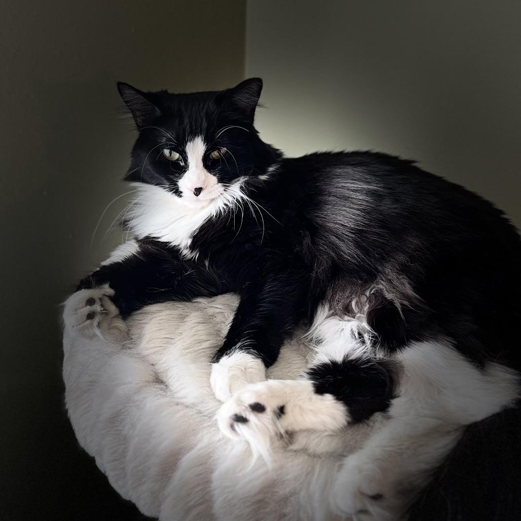 Stella 2, a Adoptable Domestic Long Hair in Middle Village, NY image 3/5
