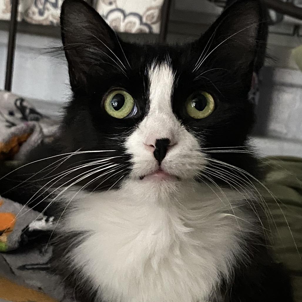 Stella 2, a Adoptable Domestic Long Hair in Middle Village, NY image 4/5