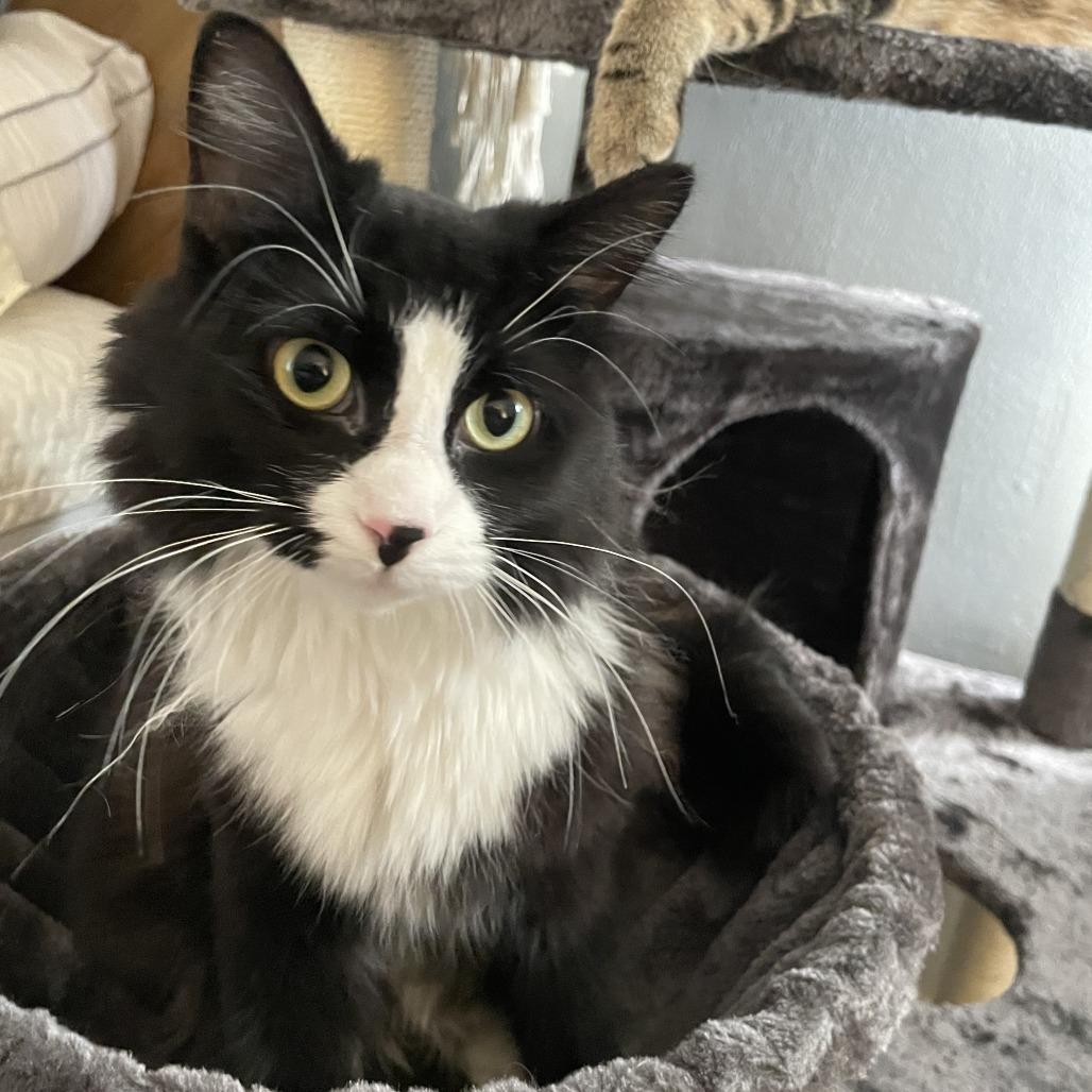 Stella 2, a Adoptable Domestic Long Hair in Middle Village, NY image 5/5