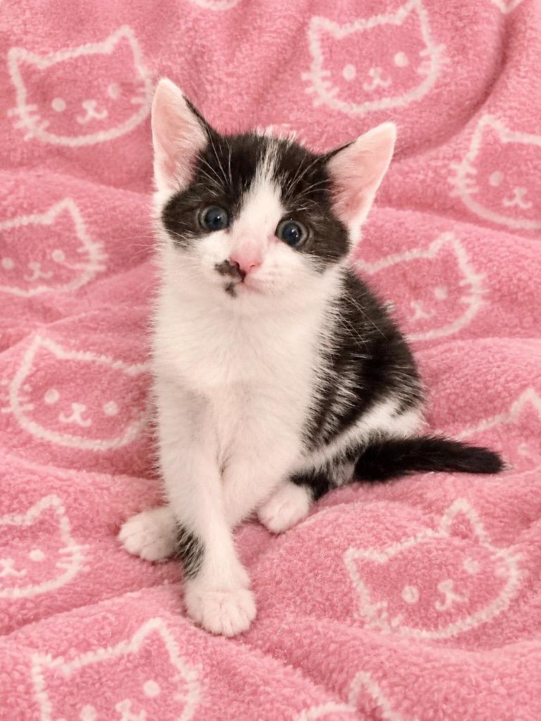 Gideon, Adoptable, Kitten Female Domestic Short Hair.