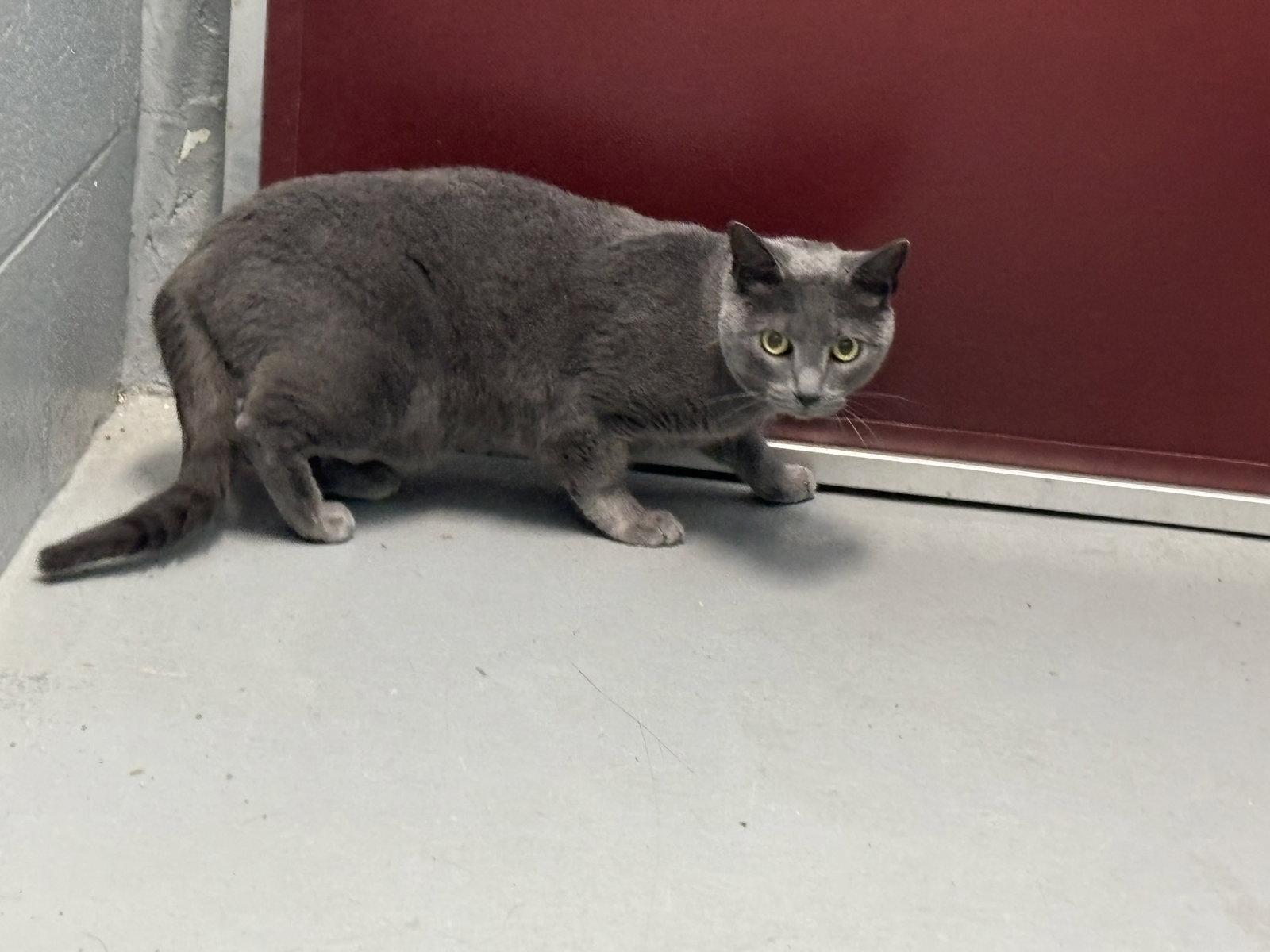 Grayson: at the shelter, Adopted, Adult Male Domestic Short Hair.