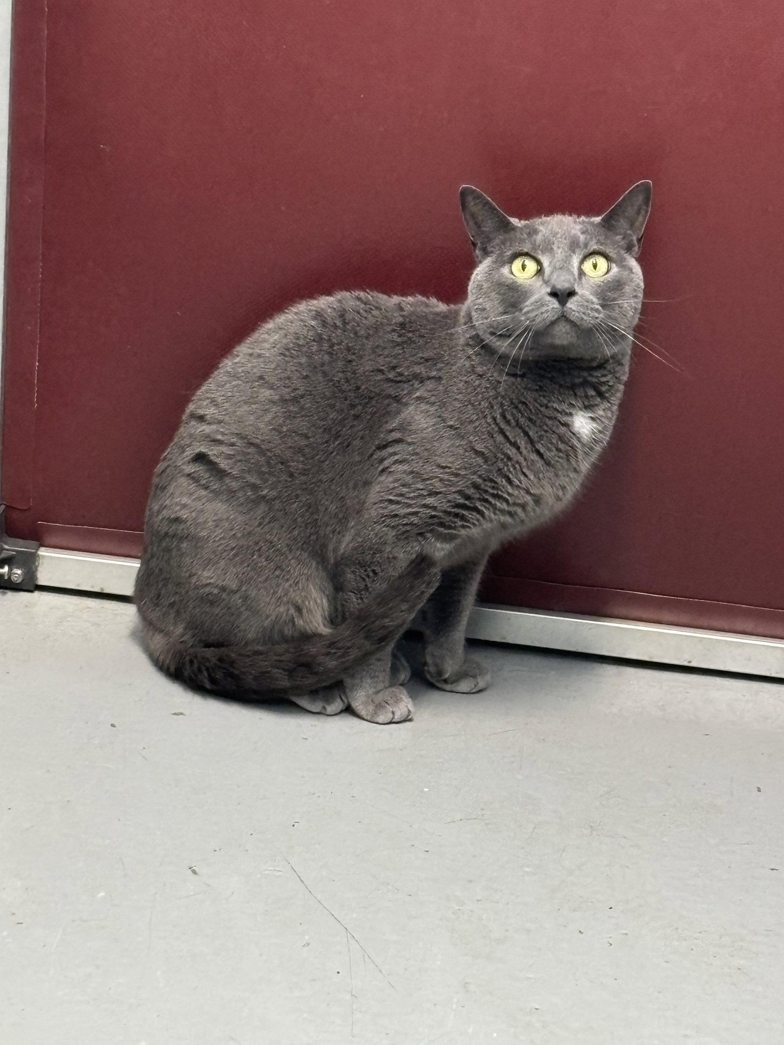 Grayson: at the shelter, a Adopted Domestic Short Hair in Rustburg, VA image 2/3
