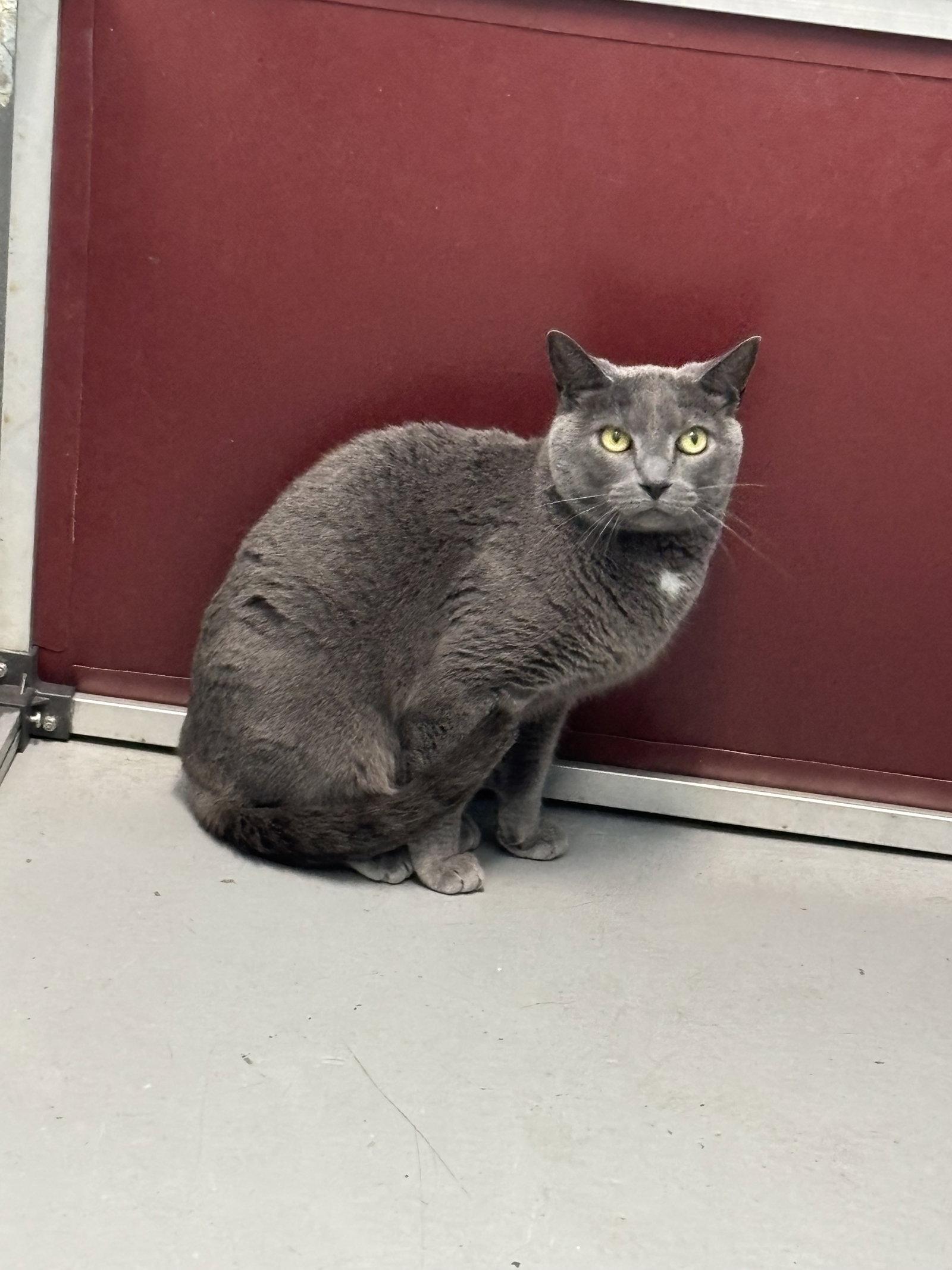 Grayson: at the shelter, a Adopted Domestic Short Hair in Rustburg, VA image 3/3