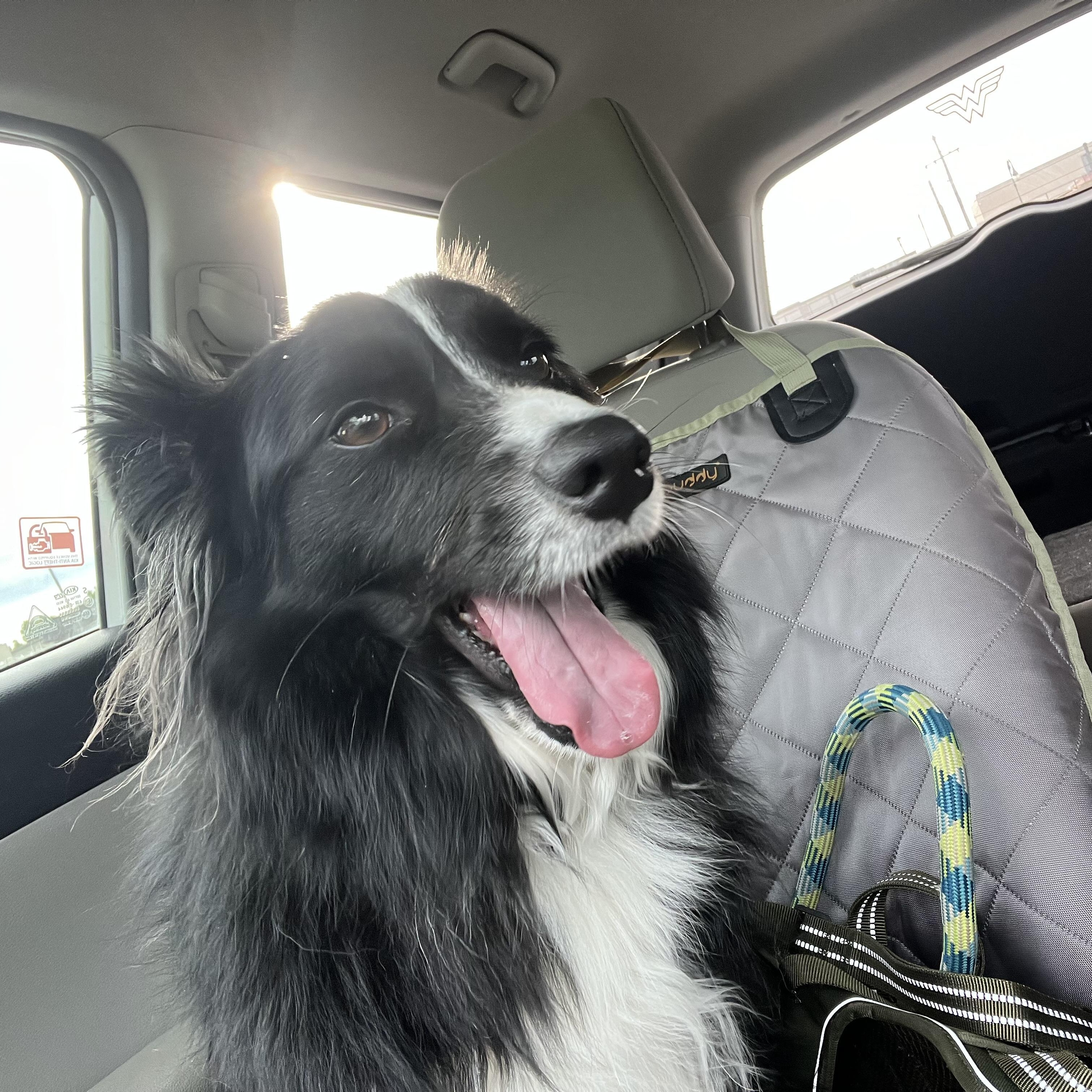Enlarge Chance, a Adoptable mixed breed in Houston, TX image 5/6