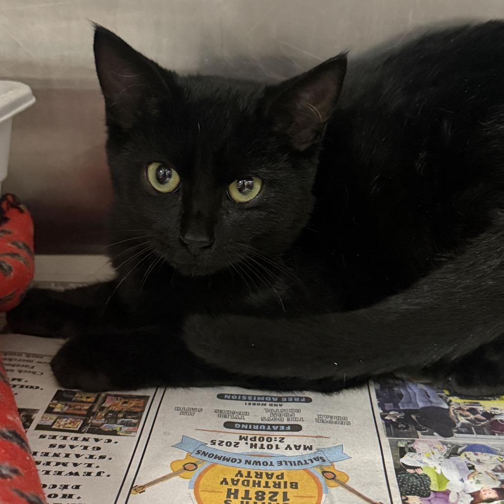 Grady, a Adoptable Domestic Short Hair image 1/5