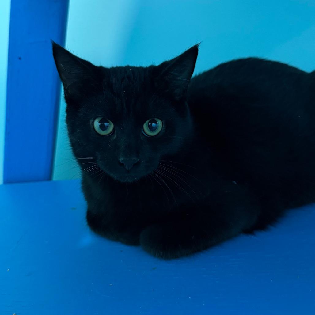 Grady, a Adoptable Domestic Short Hair image 2/5