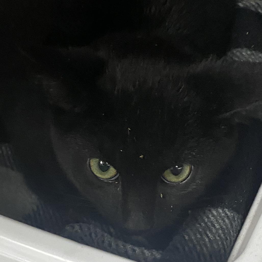 Grady, a Adoptable Domestic Short Hair image 3/5