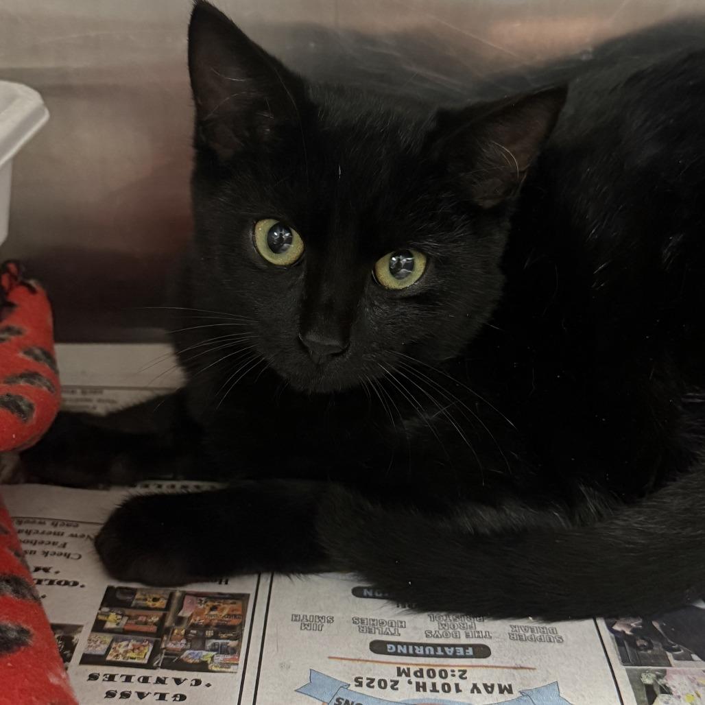 Grady, a Adoptable Domestic Short Hair image 4/5