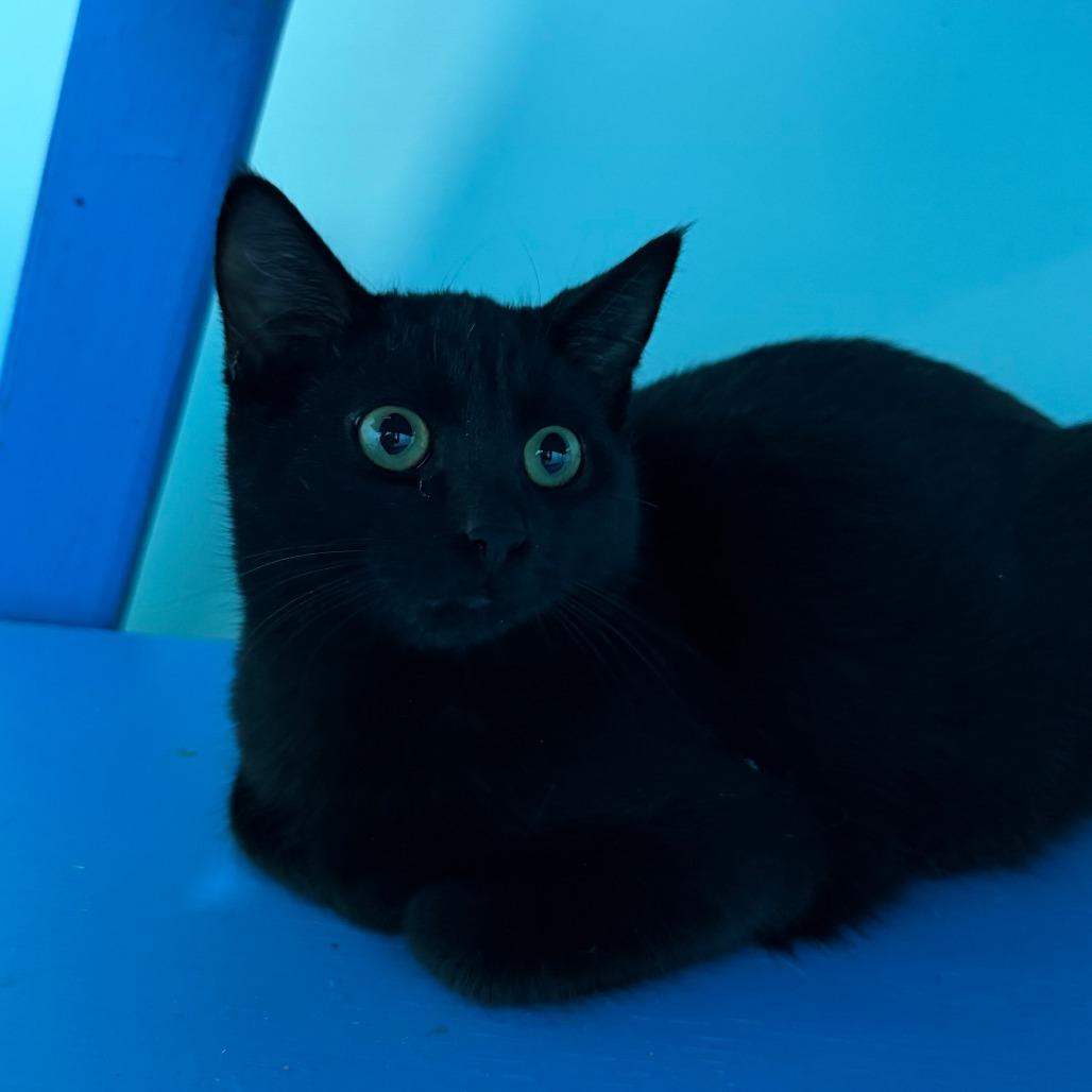 Grady, a Adoptable Domestic Short Hair image 5/5