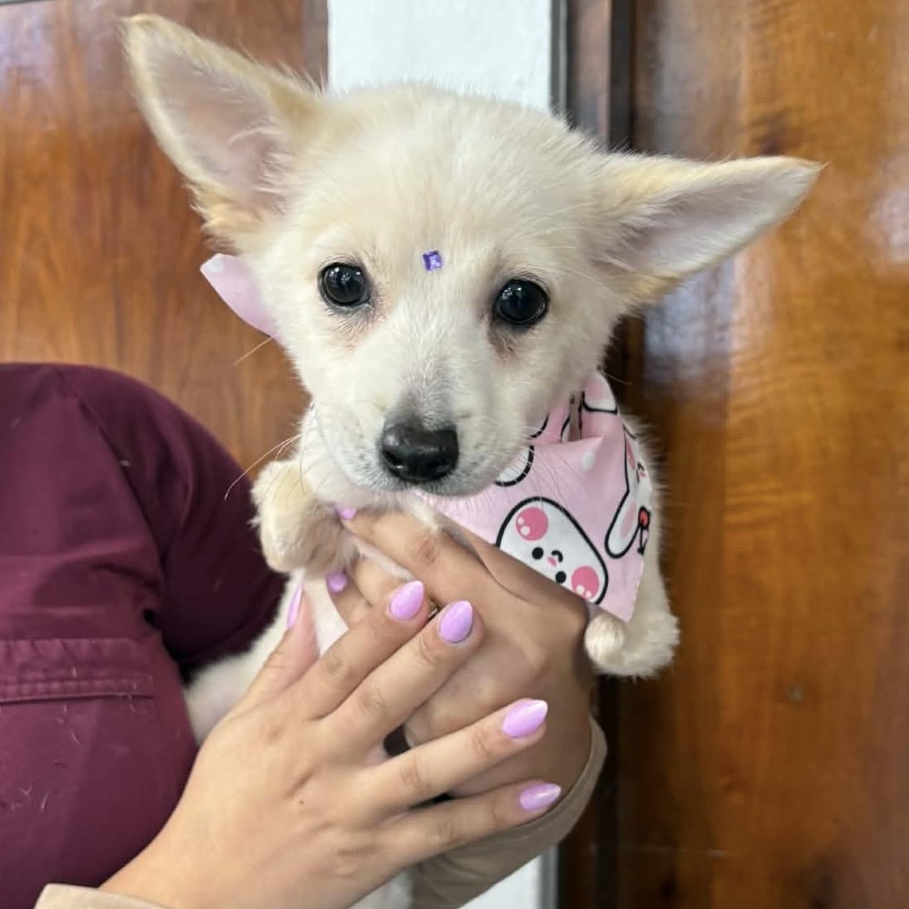 Enlarge Freya , an adopted mixed breed in Pelham, NH image 4/6