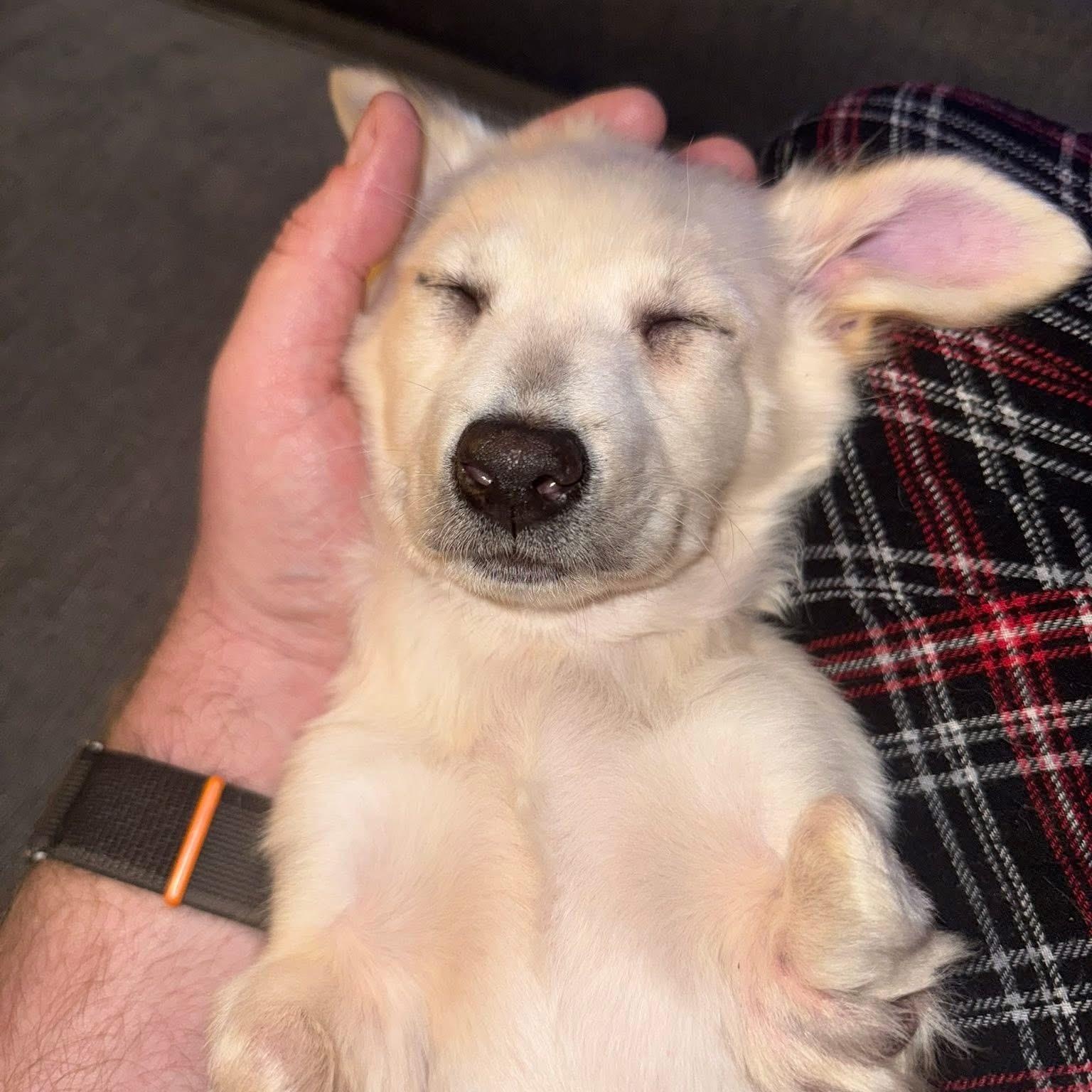 Enlarge Freya , an adopted mixed breed in Pelham, NH image 3/6