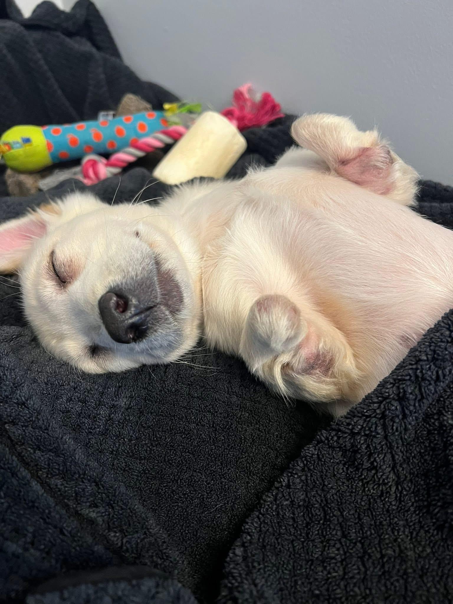 Enlarge Freya , an adopted mixed breed in Pelham, NH image 5/6