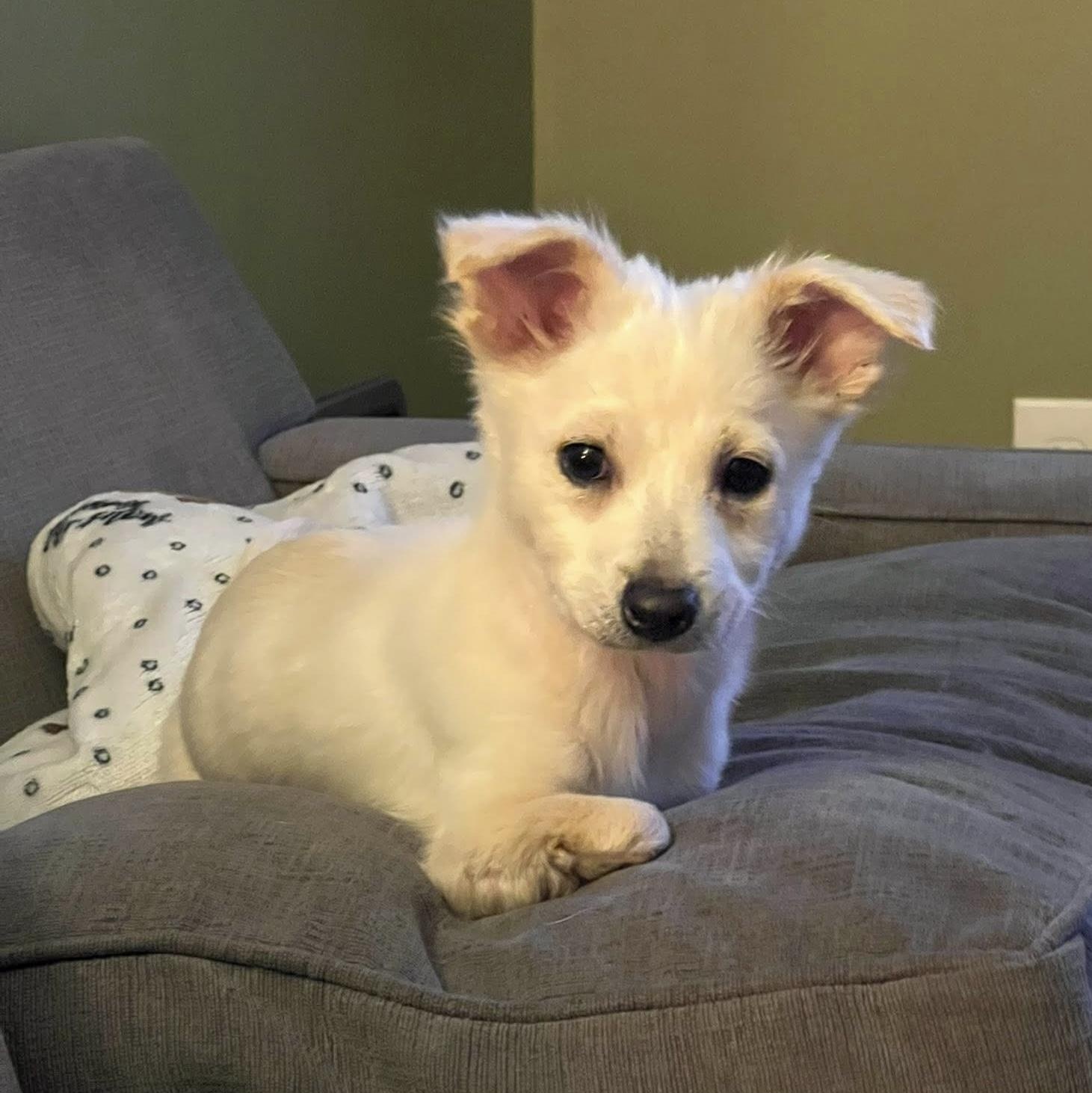 Enlarge Freya , an adopted mixed breed in Pelham, NH image 1/6