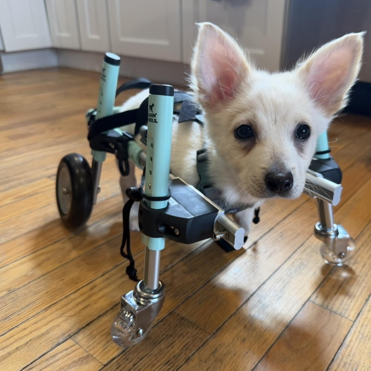 Enlarge Freya , an adopted mixed breed in Pelham, NH image 2/6