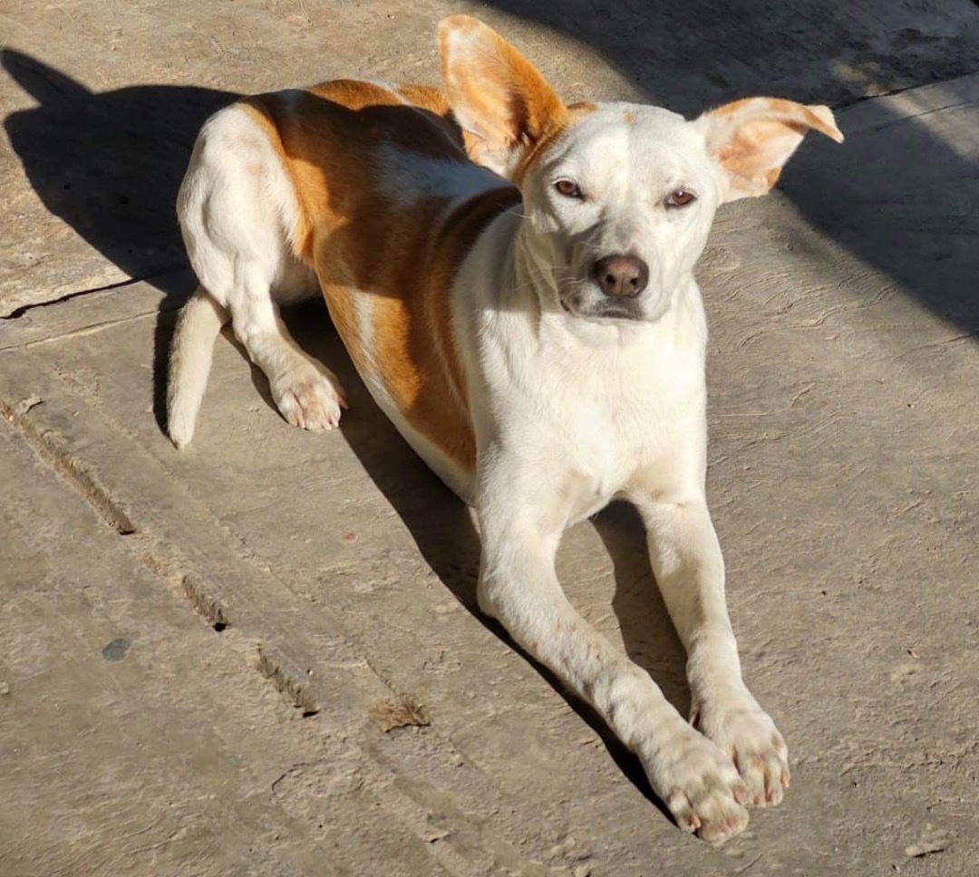 Bethany , Adoptable, Young Female Basenji & Yellow Labrador Retriever.