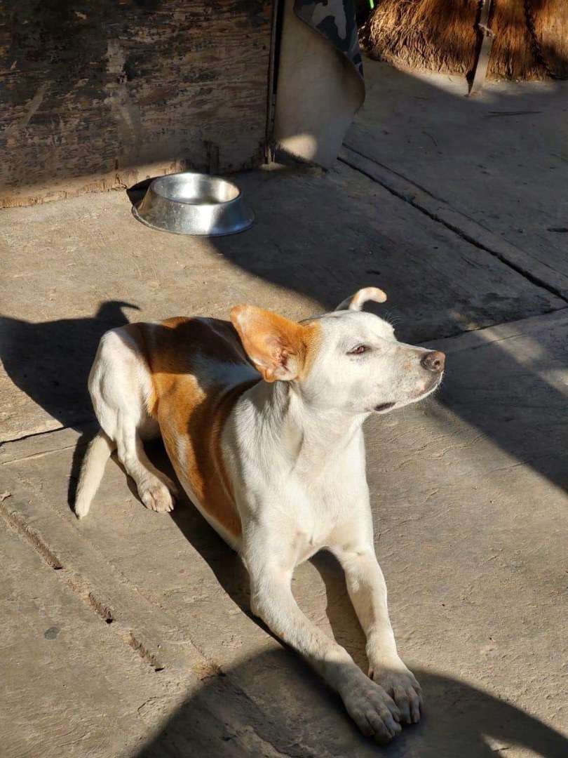 Bethany , a Adoptable mixed breed in Imperial Beach, CA image 2/4