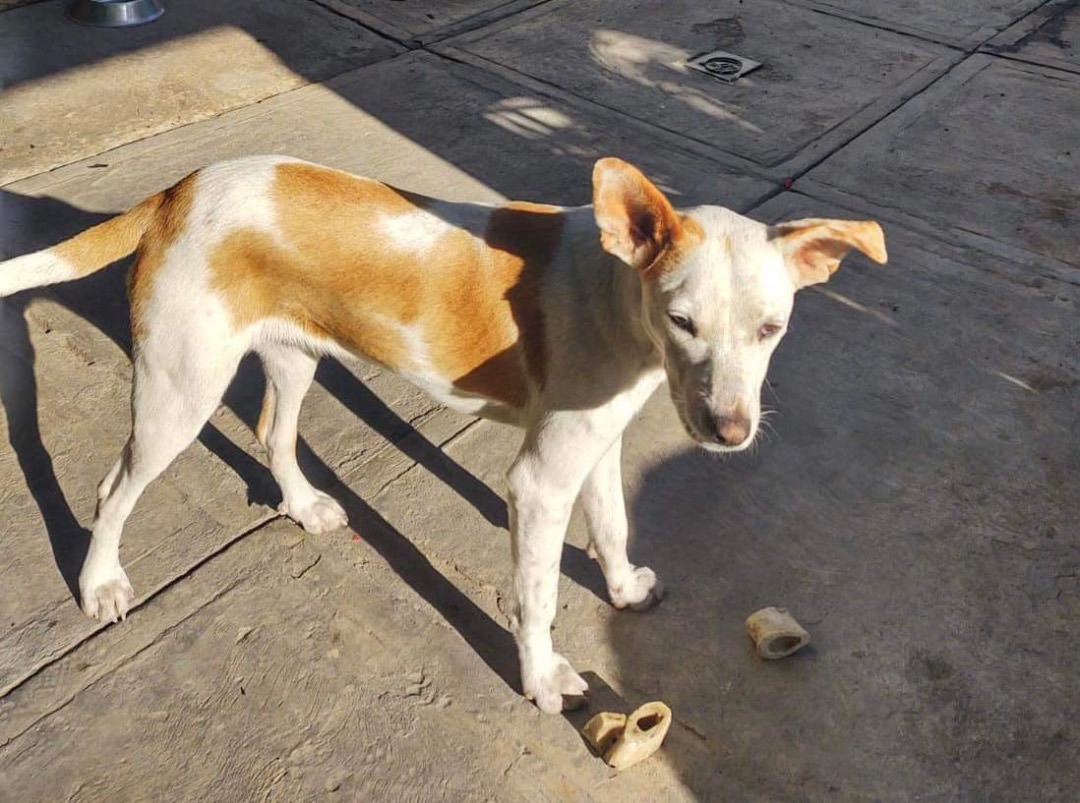 Bethany , a Adoptable mixed breed in Imperial Beach, CA image 3/4