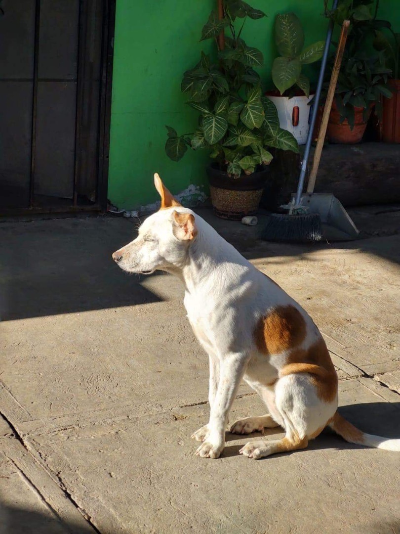 Bethany , a Adoptable mixed breed in Imperial Beach, CA image 4/4