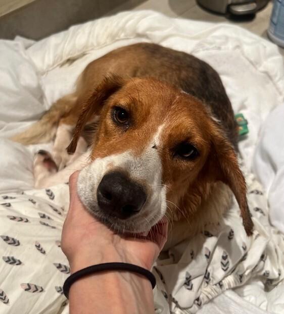 Enlarge Sadie, a Adoptable mixed breed in Washington, DC image 2/5