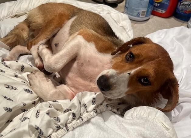 Enlarge Sadie, a Adoptable mixed breed in Washington, DC image 3/5