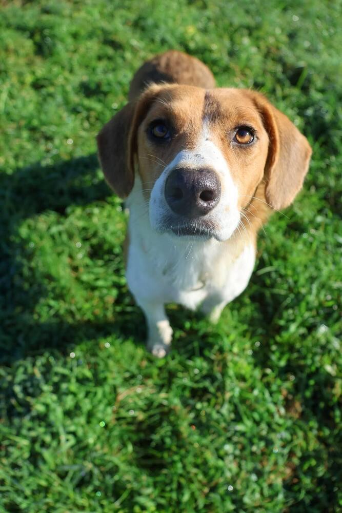 Enlarge Sadie, a Adoptable mixed breed in Washington, DC image 5/5