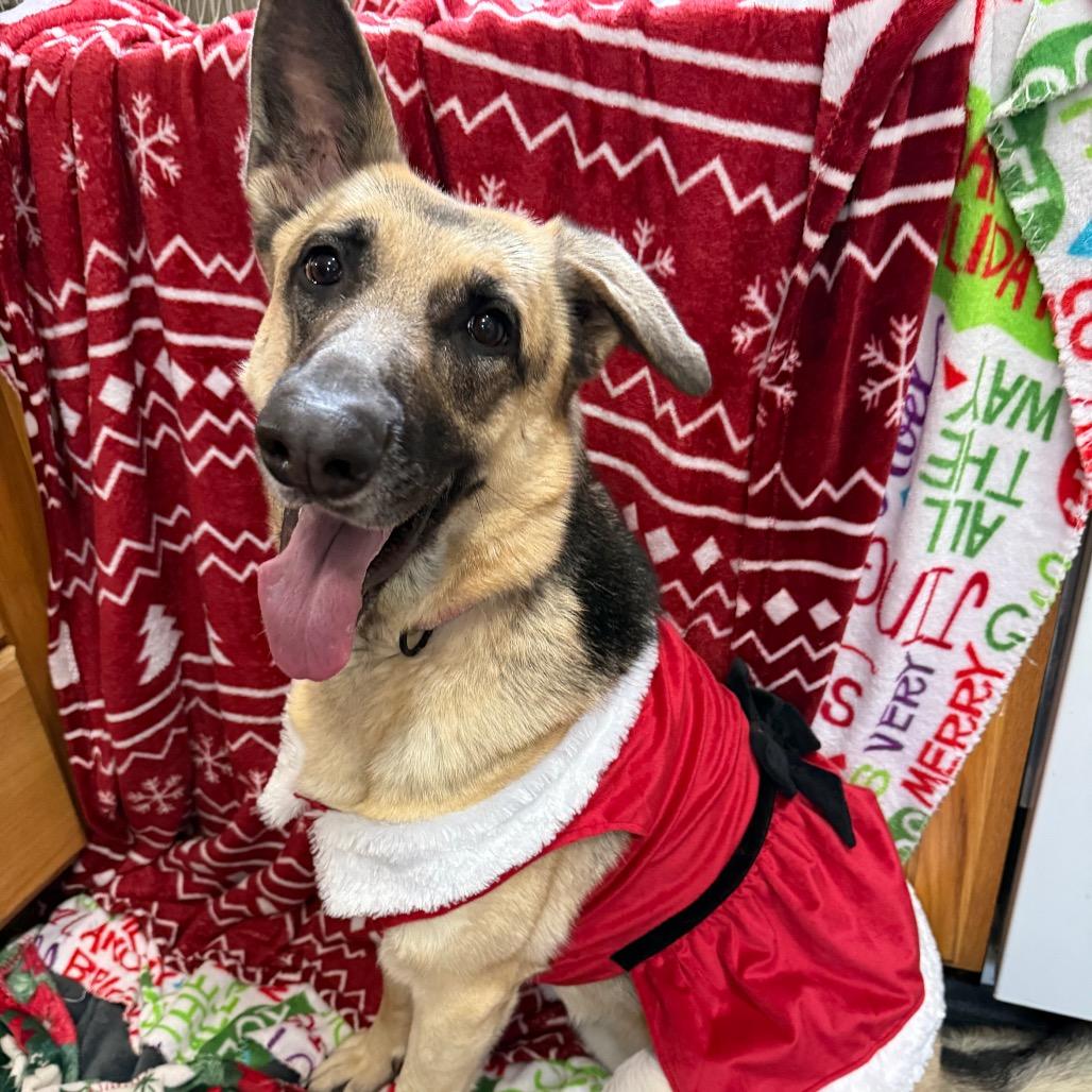 Enlarge Annie, a Adoptable German Shepherd Dog in Oxford, ME image 1/6