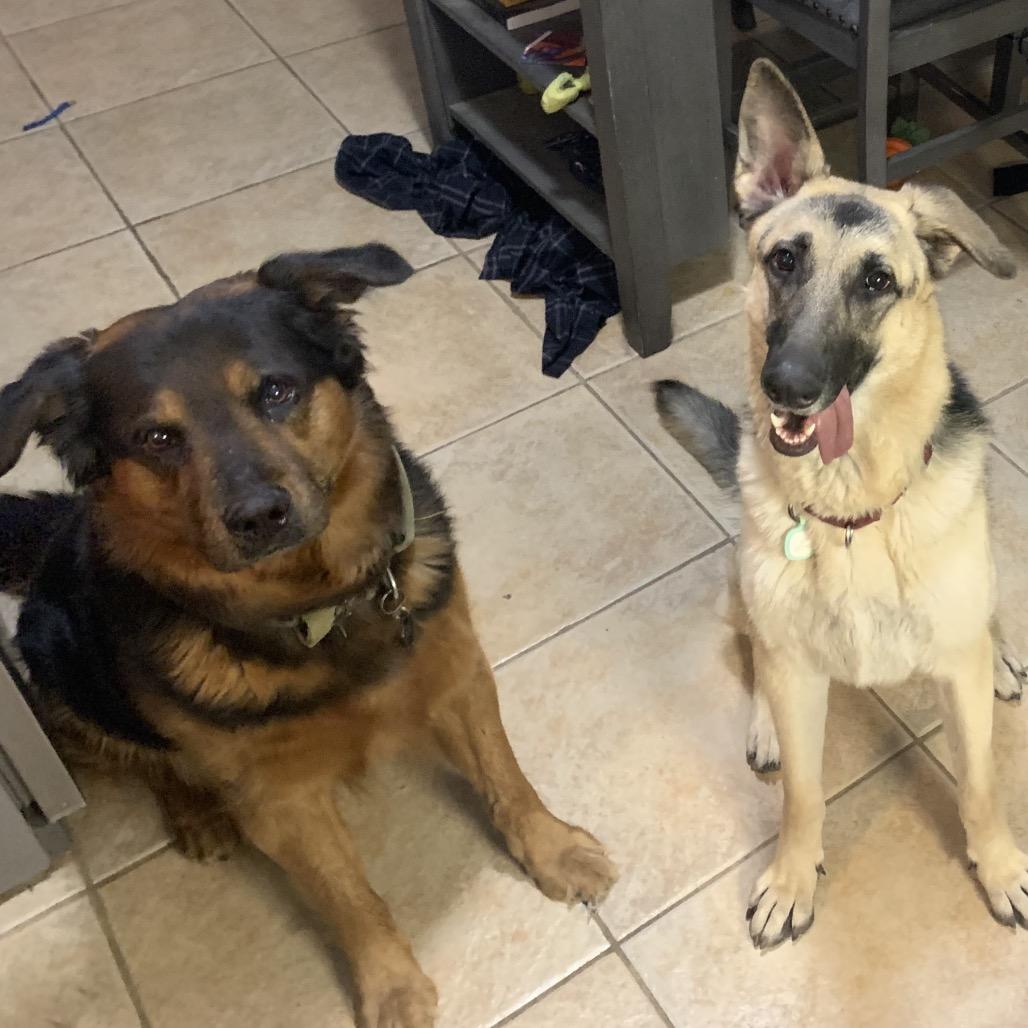 Annie, Adoptable, Adult Female German Shepherd Dog.