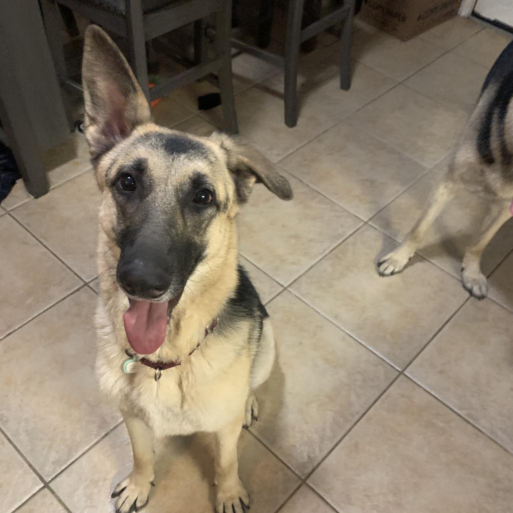 Annie, a Adoptable German Shepherd Dog in Oxford, ME image 3/5
