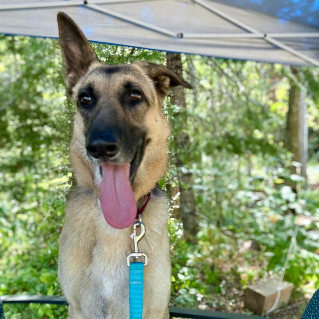 Annie, a Adoptable German Shepherd Dog in Oxford, ME image 5/5