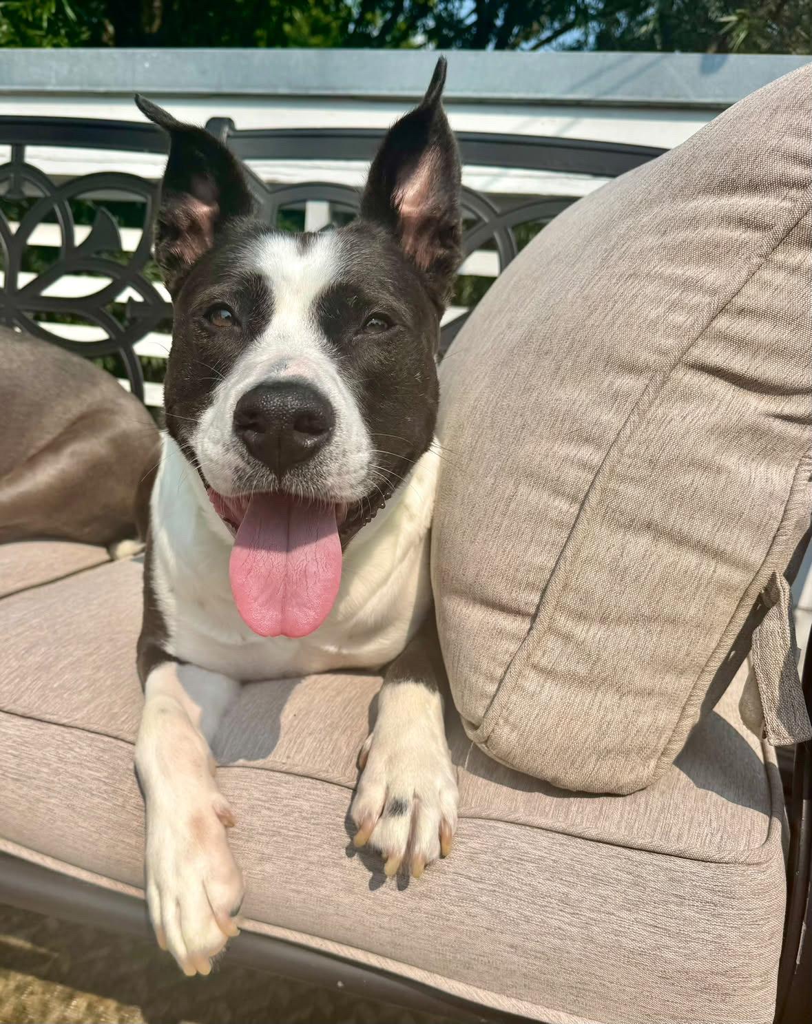 Enlarge Juno, a Adoptable mixed breed in Rock Hill, SC image 5/5
