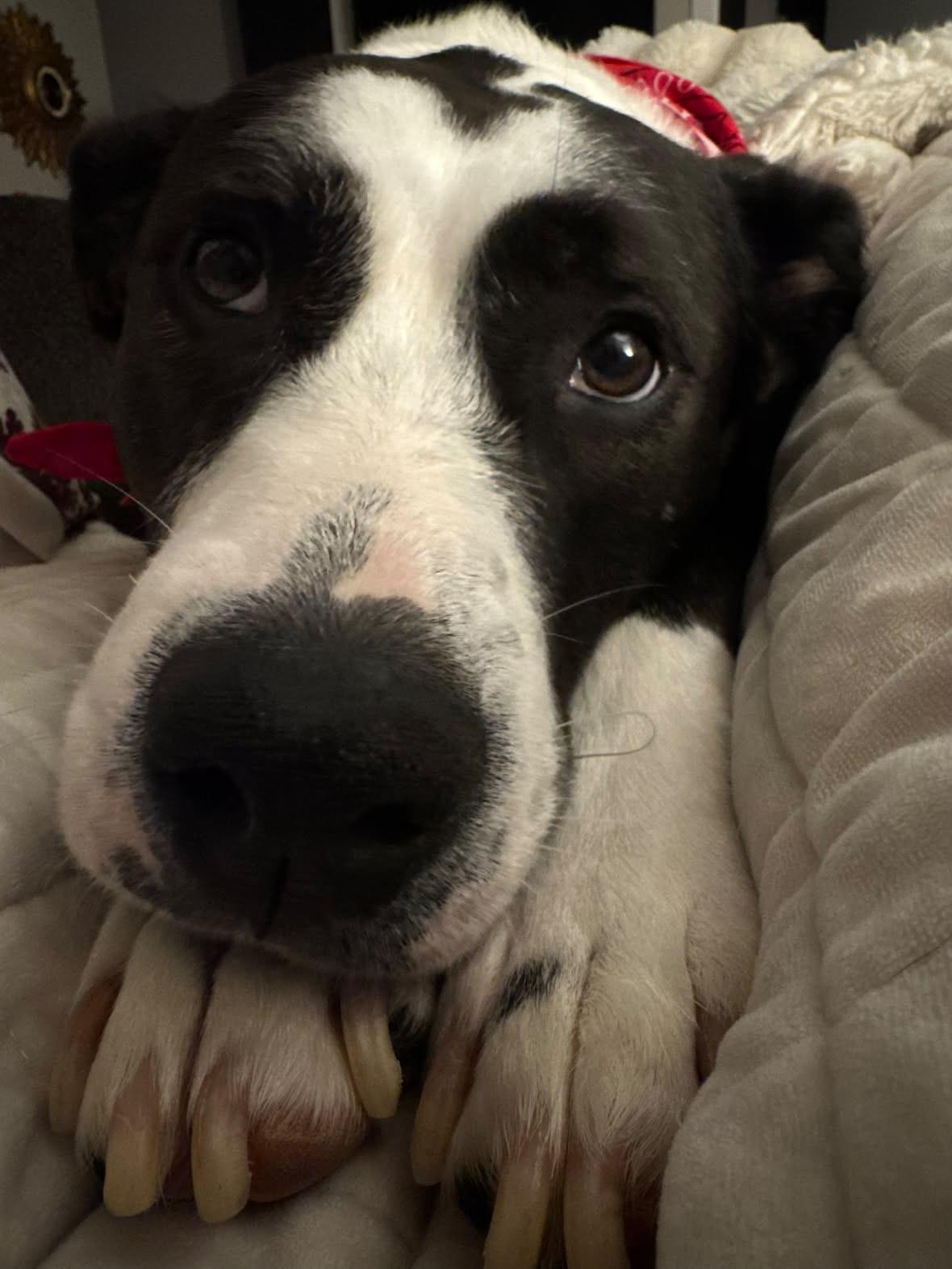Enlarge Juno, a Adoptable mixed breed in Rock Hill, SC image 3/5
