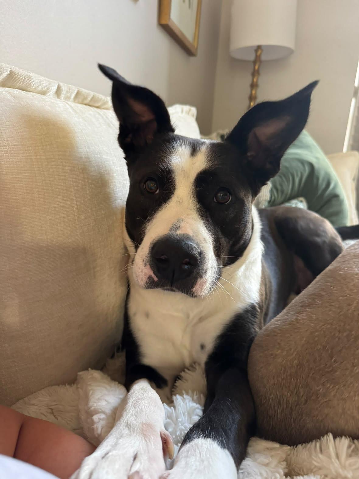 Enlarge Juno, a Adoptable mixed breed in Rock Hill, SC image 2/5