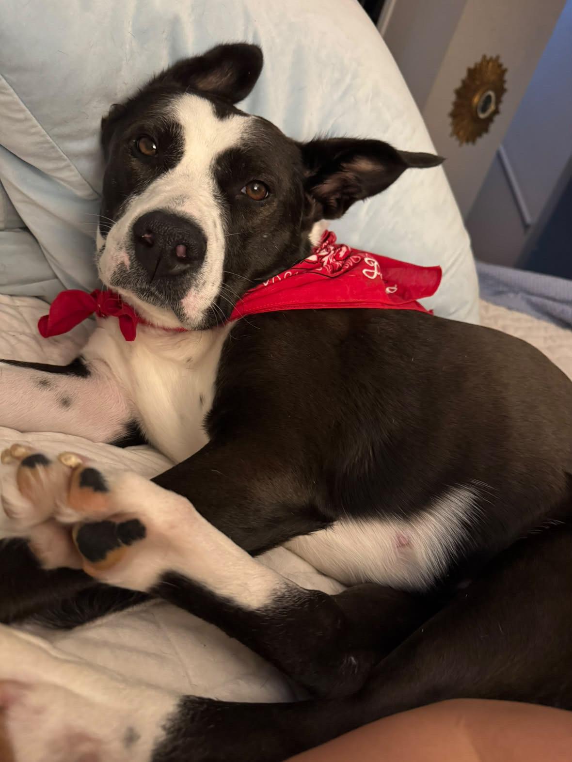 Enlarge Juno, a Adoptable mixed breed in Rock Hill, SC image 4/5
