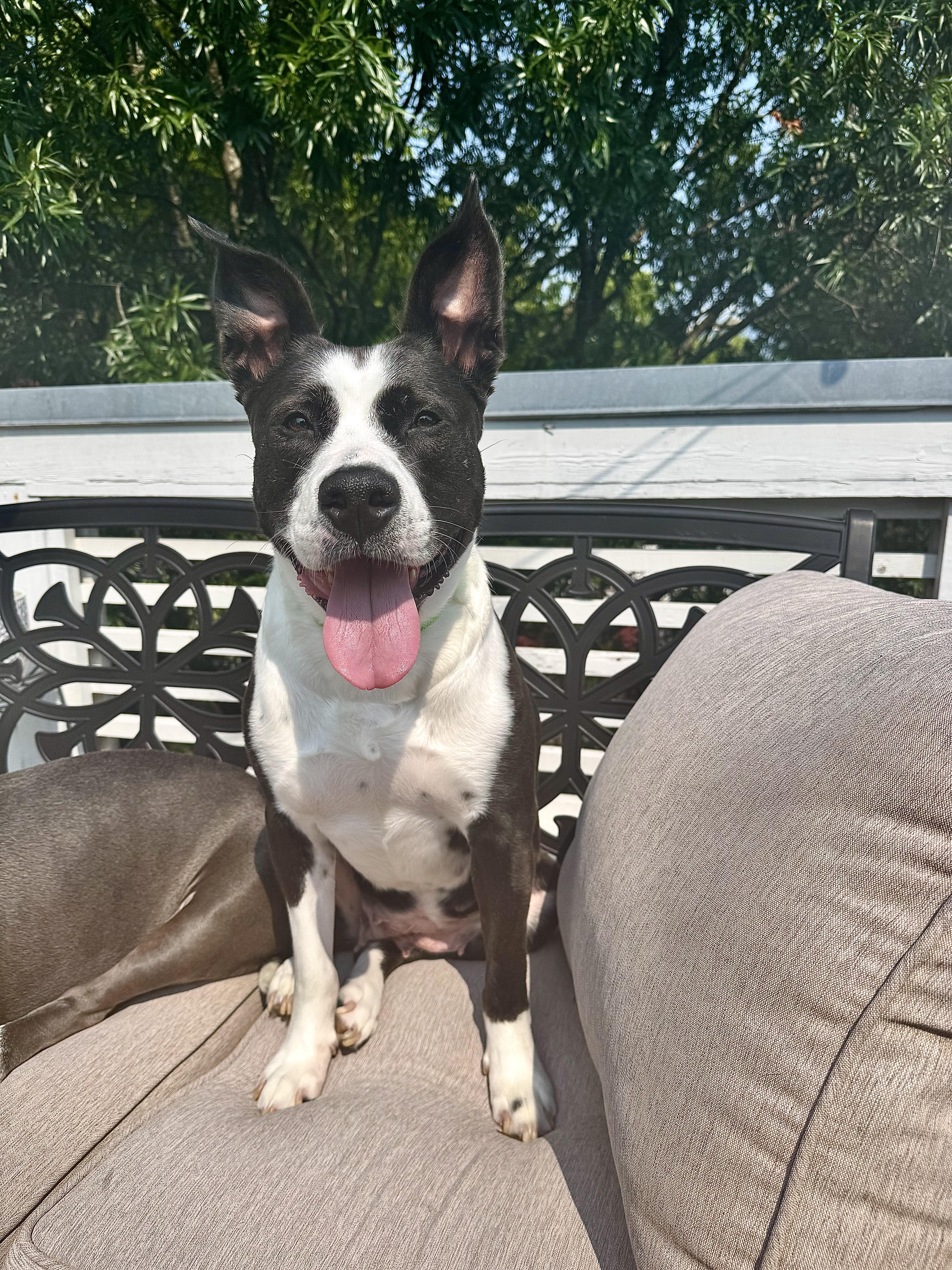 Juno, Adoptable, Young Female Border Collie & Mixed Breed.