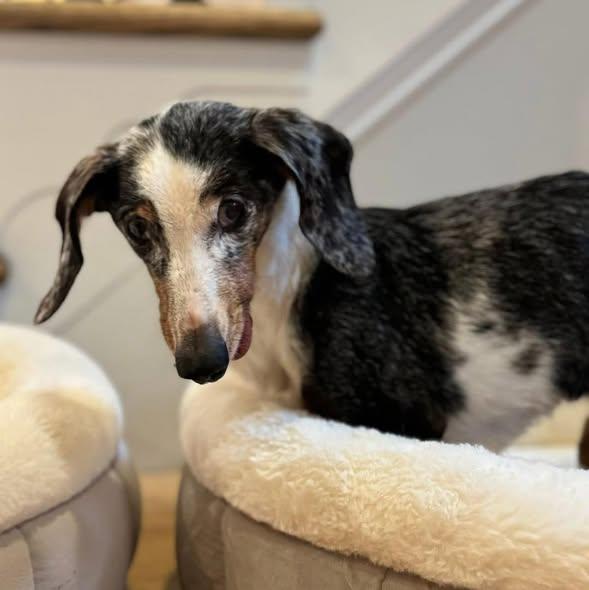 Zo, adoptable, Senior Female Dachshund.