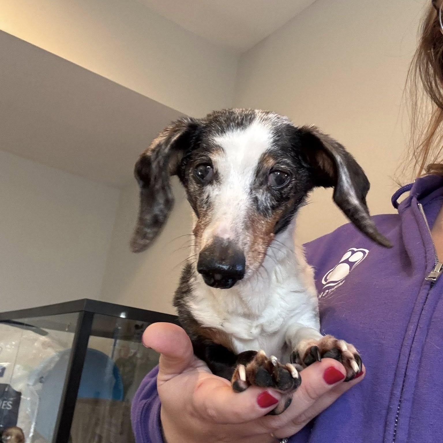 Zo, adoptable, Senior Female Dachshund.