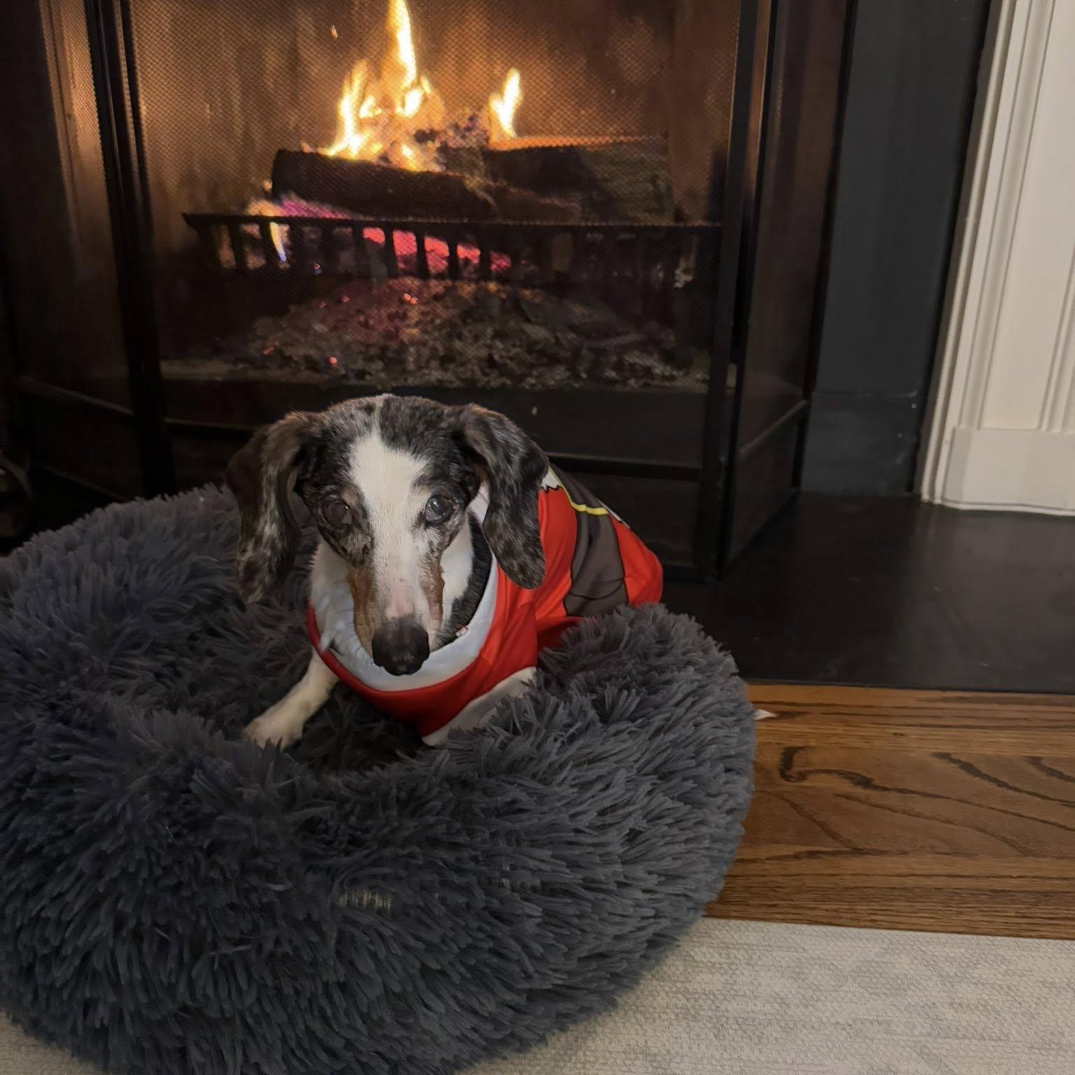 Enlarge Zo, an adoptable Dachshund in Rockville, MD image 2/5