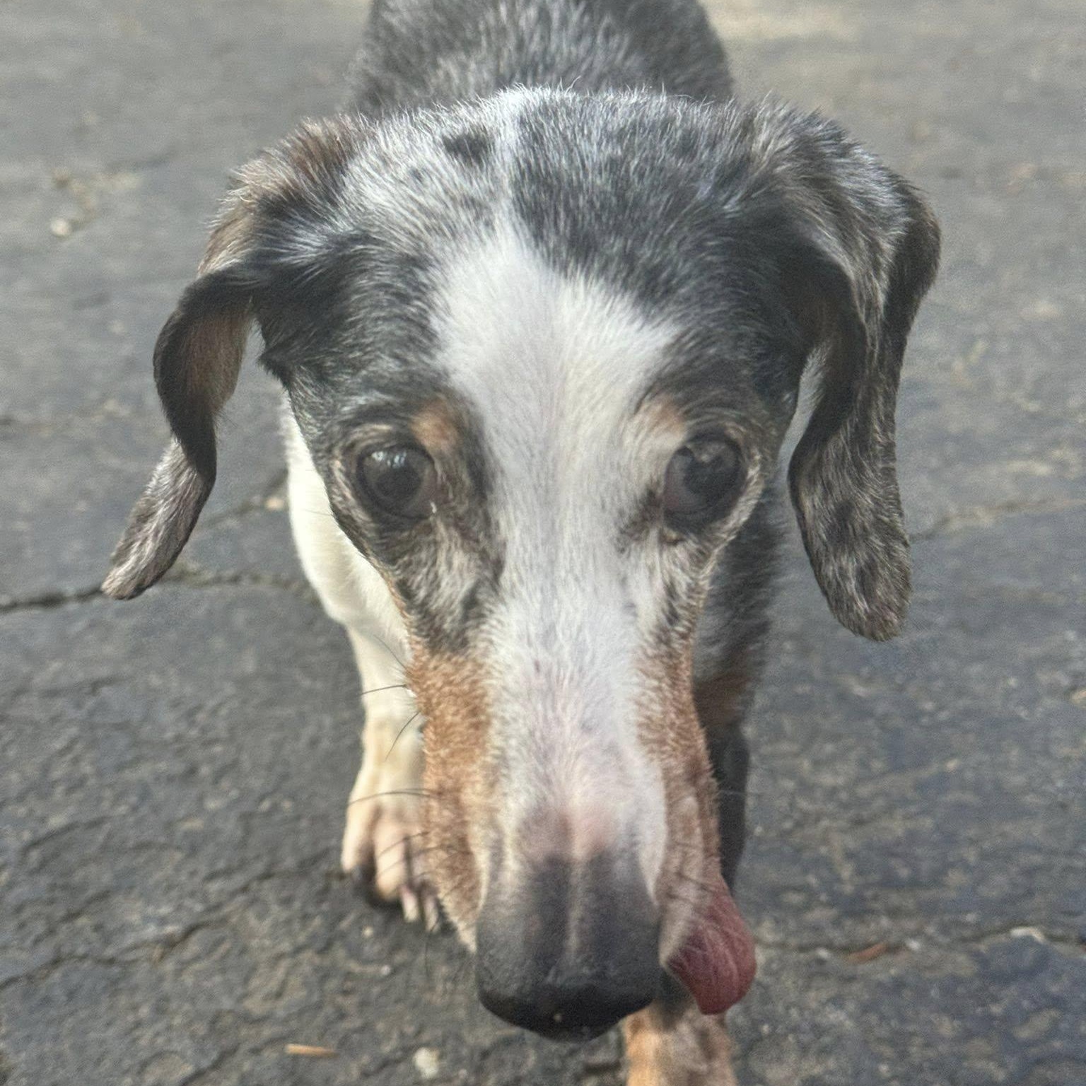 Enlarge Zo, an adoptable Dachshund in Rockville, MD image 4/5