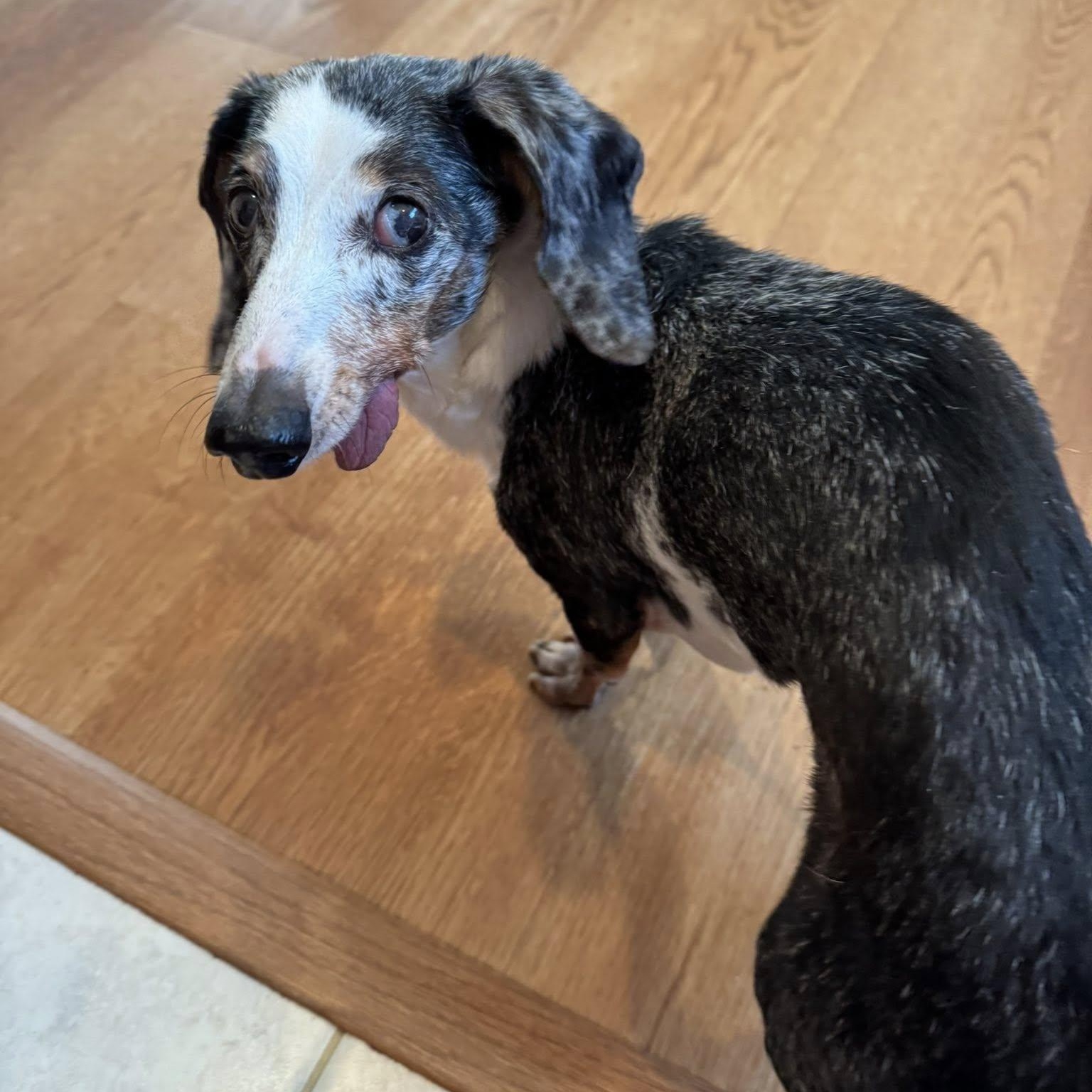 Enlarge Zo, an adoptable Dachshund in Rockville, MD image 5/5