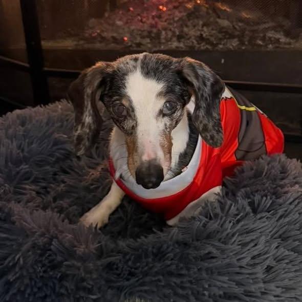 Zo, adoptable, Senior Female Dachshund.