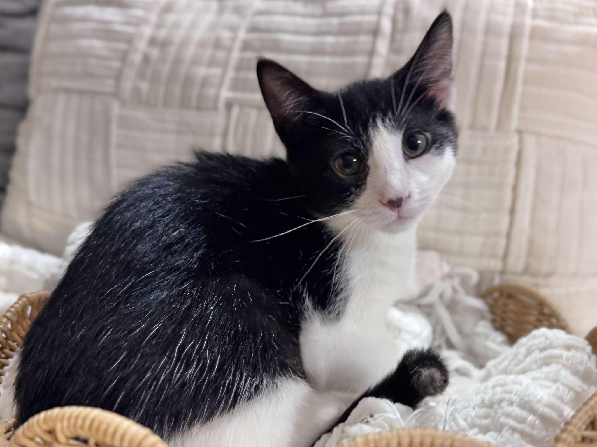Tulip, ADOPTABLE, Young Female Domestic Short Hair.