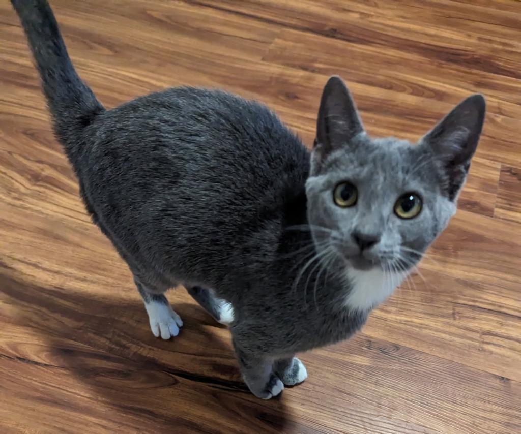 Eliza, Adoptable, Young Female Domestic Short Hair.